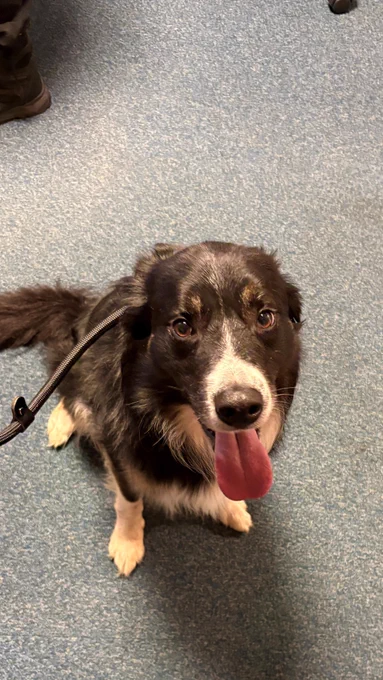 A black and white Border Collie dog sits on a blue carpet, panting with its tongue out.