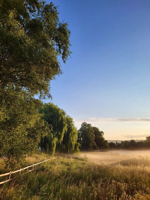 Misty morning scene with a blue sky above lush green trees and long grass.