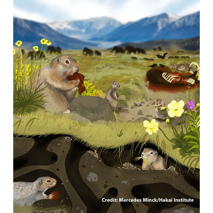 An artist\u2019s reconstruction of Pleistocene Yukon, showing Arctic ground squirrels scavenging meat and foraging on plants within the mammoth-steppe ecosystem. Ancient DNA from their preserved burrows and faeces reveals this complex food web\u2014where even small rodents fed on megafauna like mammoths.\nCredit: Mercedes Minck/Hakai Institute