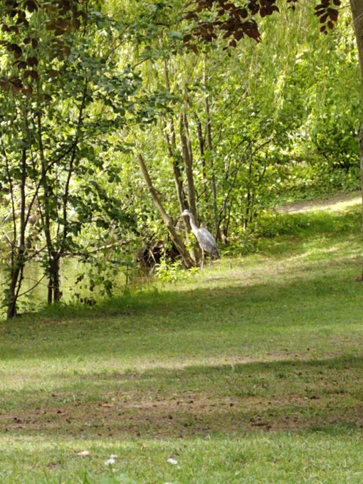 Ein Reiher läuft auf einen See zu
