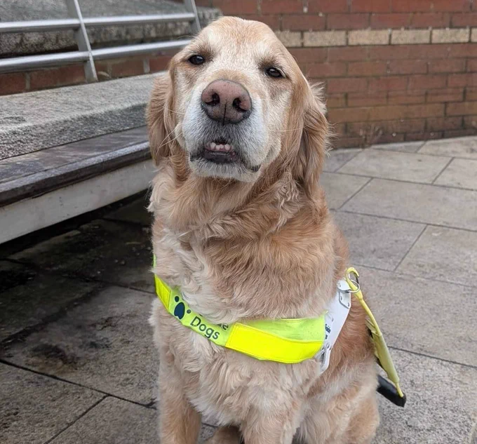 Photo shows a Golden Retriever x Labrador Guide Dog sitting looking at the camera