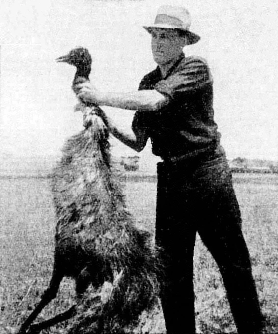 Seorang pria yang memegang burung emu dibunuh oleh tentara Australia.

Source: https://trove.nla.gov.au/newspaper/article/104212702#
