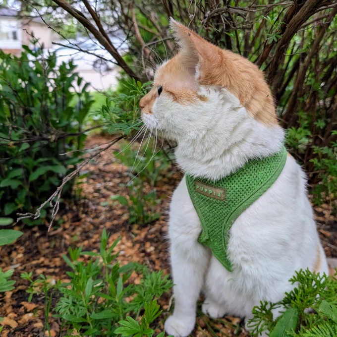 Cheddar sits under a shrub and his head is turned to the left as he carefully watches Chewy from a distance. 