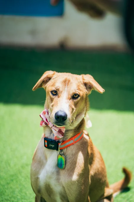 Comedy, a one-year-old tan Indie dog with amber eyes, sits on green turf wearing a pink strawberry-print bow tie and an orange reflective collar with a name tag. Ears slightly back, looking straight into the camera.