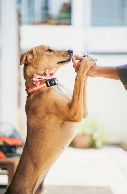 Comedy stands on his hind legs in a sunlit courtyard, both front paws resting in a person's outstretched hands. He wears the same pink bow tie and orange collar and gazes up at the person holding his paws.