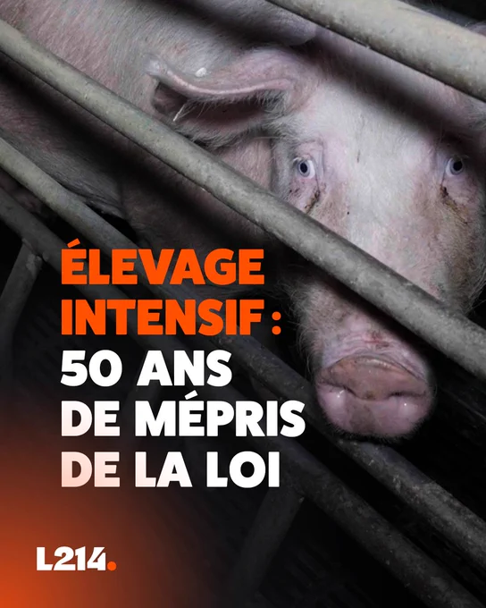 Photo d'une truie enfermée dans une cage de gestation.
Texte : "Elevage intensif : 50 ans de mépris de la loi"