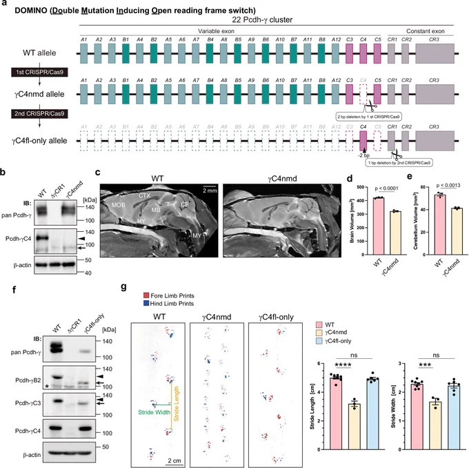 Fig. 1: DOMINO strategy for generation of γC4nmd and γC4fl-only mice.