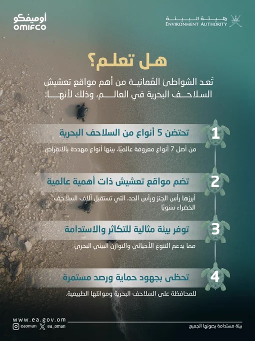 انفوجرافيك:
 هل تعلم ؟
تُعد الشواطئ العُمانية من أهم مواقع تعشيش السلاحف البحرية في العالم، وذلك لأنها:

-تحتضن 5 أنواع من السلاحف البحرية من أصل 7 أنواع معروفة عالميًا، بينها أنواع مهددة بالانقراض.

-تضم مواقع تعشيش ذات أهمية عالمية، أبرزها رأس الجنز ورأس الحد، التي تستقبل آلاف السلاحف الخضراء سنويًا.

-توفر بيئة مناسبة لتكاثر السلاحف البحرية واستدامة أعدادها، مما يدعم التنوع الأحيائي والتوازن البيئي البحري.

-تحظى بجهود حماية ورصد مستمرة للمحافظة على السلاحف البحرية وموائلها الطبيعية.