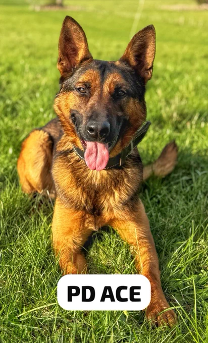 A German Shepherd dog lying on grass with its tongue out, wearing a collar. Text overlay reads "PD ACE".