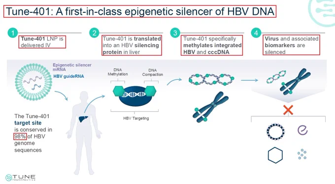 WOW! Tune Therapeutics has just presented positive clinical data from its phase 1b/2a trial aimed to evaluated the safety and tolerability of TUNE-401 - a first-in-class Epigenetic silencer for Patients with Chronic Hepatitis B (CHB). Tune’s clinical data demonstrated deep and durable antiviral activity - making it the first clinical evidence of epigenetic silencing in hepatitis B virus (HBV), thus offering a possible new therapeutic pathway for HBV patients.