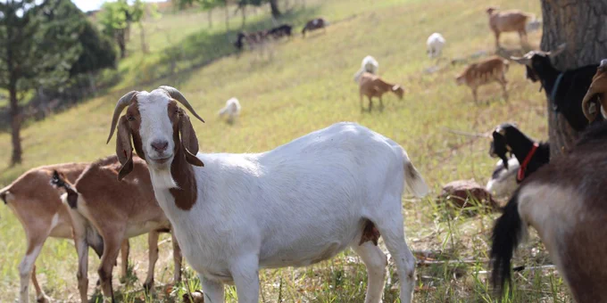 goats at Harlow Platts Community Park