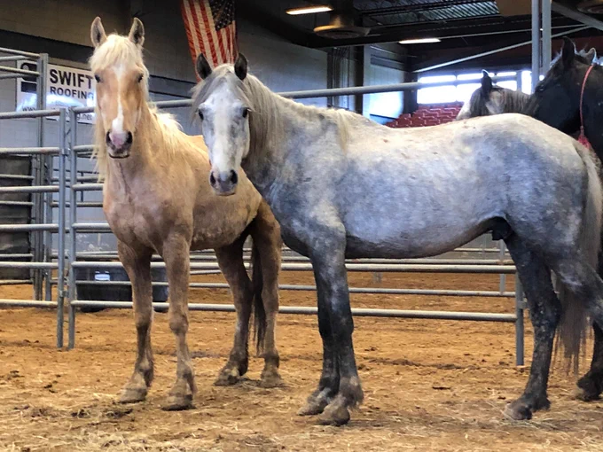 Two horses standing side by side inside an indoor arena with metal fencing and an American flag in the background.