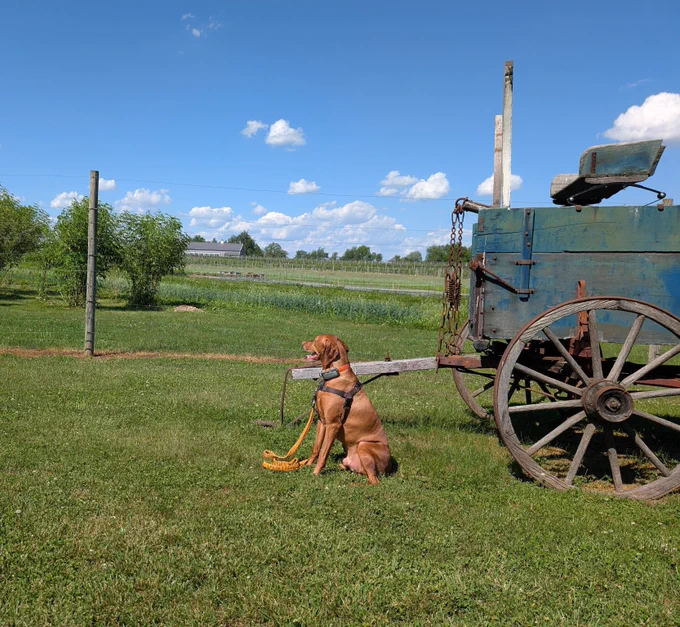Vizsla dog Yonder seated in left profile beside a weathered wooden blue farm wagon overlooking agricultural fields.