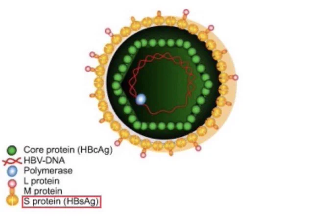 HBV causes serious liver infection & increases the risk of health issues like cirrhosis, liver failure & liver Cancer. Chronic HBV infection is characterized by the persistence of covalently closed circular DNA - cccDNA - a unique DNA structure that forms in response to HBV.