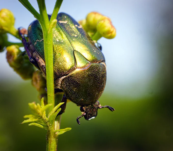 emerald green beetle, a Rose Chafer, on a gree stemmed flowering plant. 