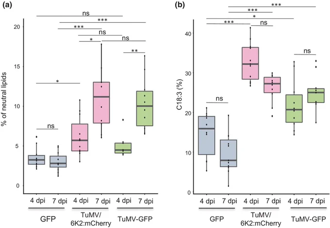 Turnip mosaic virus infection induces an increase of neutral lipids content in Nicotiana benthamiana leaves. 