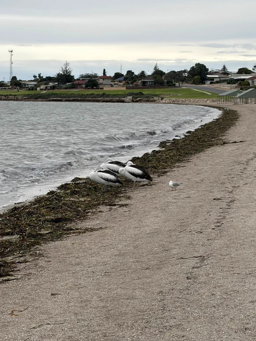 You can see what the pelicans thought of the weather.
