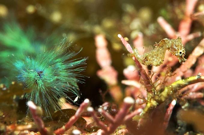 Hachijojima, concolor, nitrox, Japanese pygmy seahorse, Hippocampus japapigu, macro photography, scubadiving