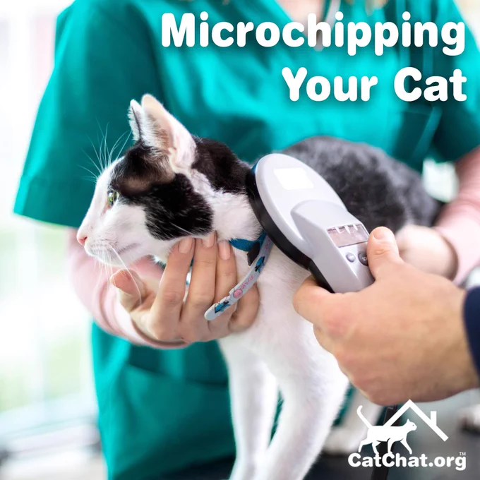 A black-and-white cat being scanned for a chip by a vet/vet nurse.
The caption reads: “Microchipping Your Cat”.
