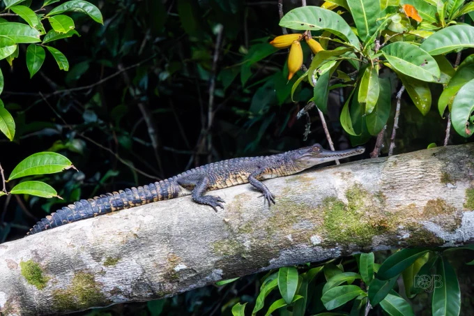 Juvenile Central African slender snouted crocodile basking on a fallen tree trunk.