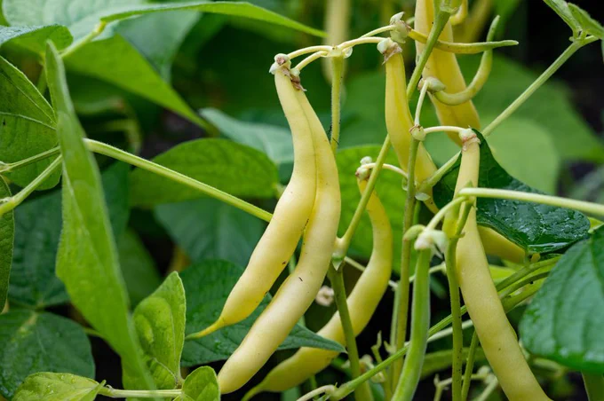New harvest of organic yellow long wax beans close up