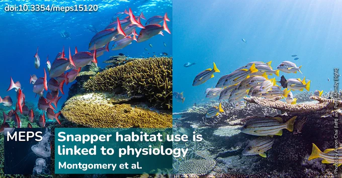Left: A group of yellow-banded snappers (Lutjanus adetii) swim across the forereef at Heron Island, Great Barrier Reef (photo credit Aaron Chai). Right: A group of Spanish flag snappers (Lutjanus carponotatus) swim across the forereef at Heron Island, Great Barrier Reef (photo credit Peter Mumby).