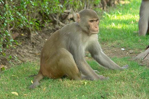 Rhesus macaque, Red Fort, Agra, India. Photo credit: By Yann (own work) [CC BY-SA 4.0-3.0-2.5-2.0-1.0], via Wikimedia Commons.
