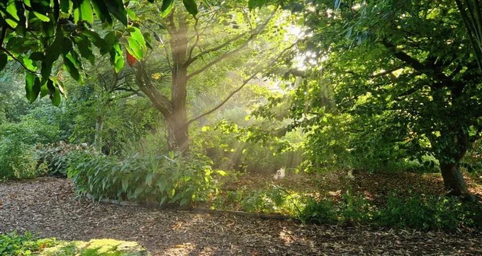 Sunlight streams through trees in a leafy garden at Fullers Mill, with dappled light falling across planting, a pond and a woodland path.