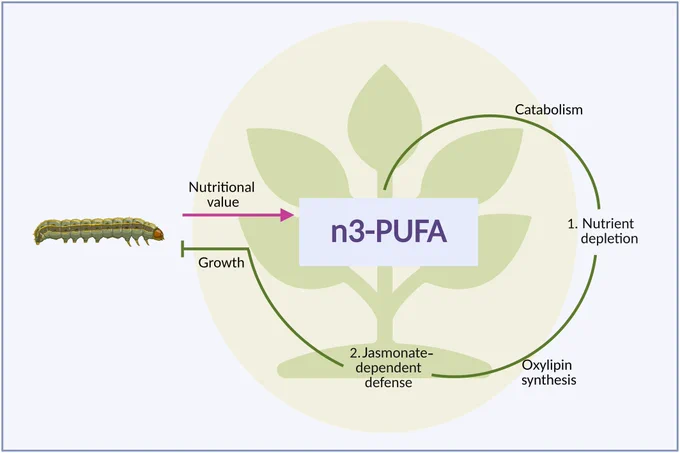 Plants produce omega-3 polyunsaturated fatty acids (n3-PUFAs), which are of high nutritional value to insect caterpillars and sustain their growth. Upon herbivory attack, plants quickly catabolize n3-PUFAs and convert them into potent jasmonate defense hormones, thus depleting essential nutrients and activating chemical defense pathways with a single metabolic move. This figure was created in BioRender (https://BioRender.com/eapwll3).