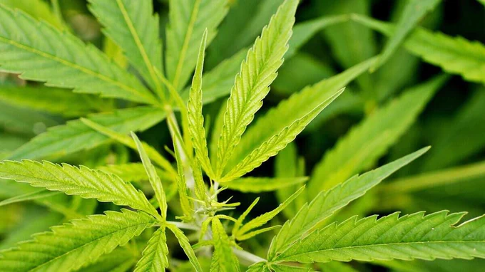NC lawmakers pitch new bill banning use of hemp and kratom for everyone under 21