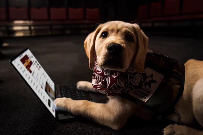 Photo of TJ the Commanders team dog laying on a laptop.