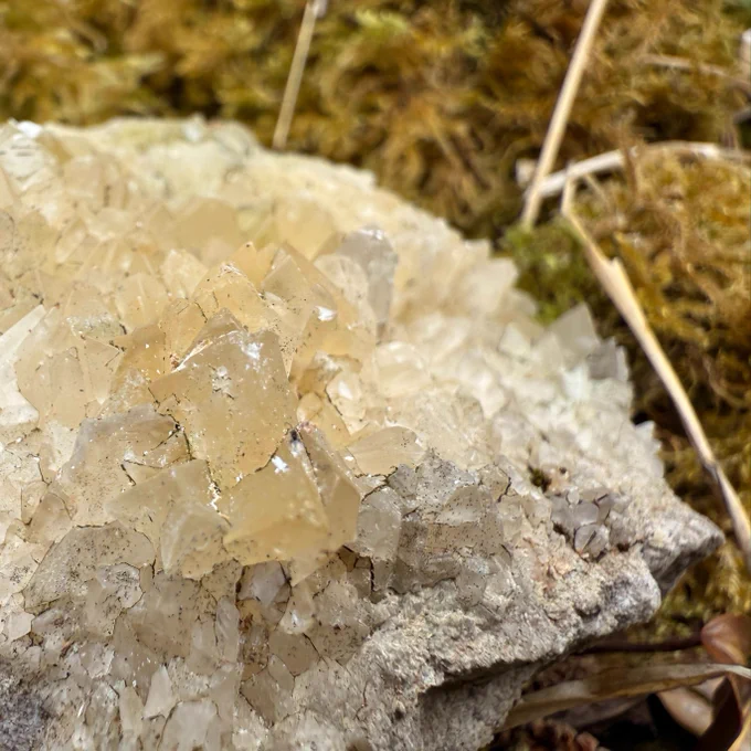 A cluster of translucent, pale yellow calcite crystals is embedded in a rough, gray rock. The background features out-of-focus, textured green moss and dry grass.