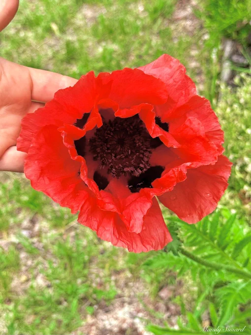 Poppy in bloom
