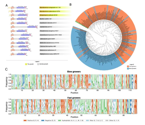 Comparative analysis and conservation of FtsK across diverse bacterial species and within the Mycobacterium genus.