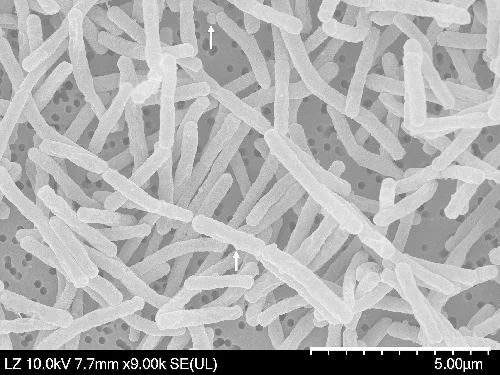 Scanning electron micrograph of strain LT1-2-5T. Cells of strain LT1-2-5T were grown on ISP 1 gellan gum at 60 °C for 3 days.