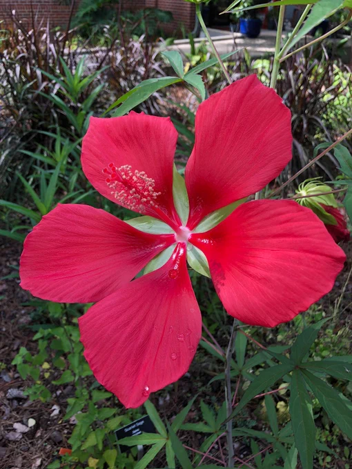 Native hibiscus flower is plate-sized, red, and tropical-looking. Five large petals have a crepe-paper texture and in the center a long red pistil, at the end of which is a cluster of pollen covered filaments.