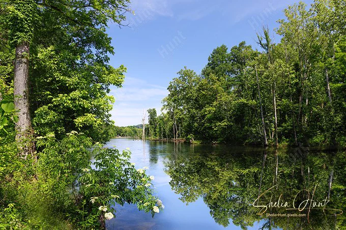 South Holston River Stillness is a Fine Art piece showcasing mirror still water along South Holston River in Bristol, Tennessee, with crisp summer light, green trees lining the shore, and a clear reflection beneath an open sky. The river is empty of boats or people, creating a clean, uninterrupted view. From the Fine Art Gallery of Shelia Hunt.
