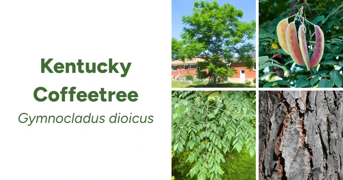 collage of kentucky coffeetree showing form, leaves, seeds and bark