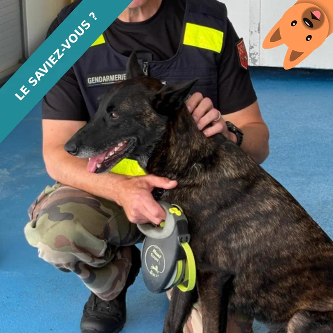 chien de la gendarmerie et son gendarme