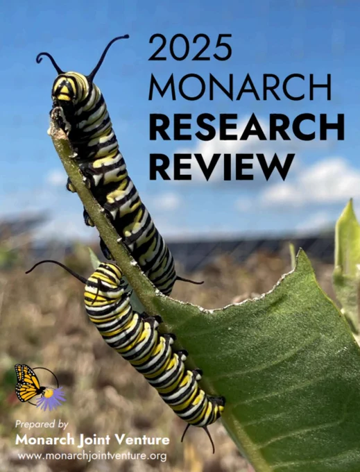 A screenshot of the cover page of the monarch research review: two monarch caterpillars eating a milkweed leaf.