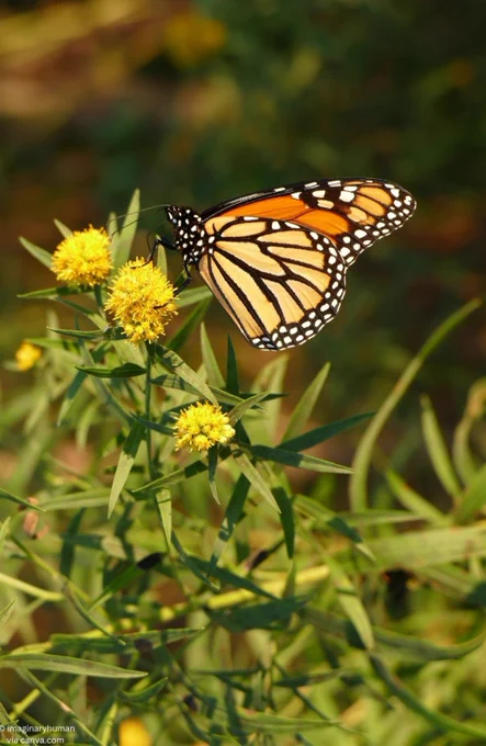 A monarch butterfly nectaring from yellow flowers.