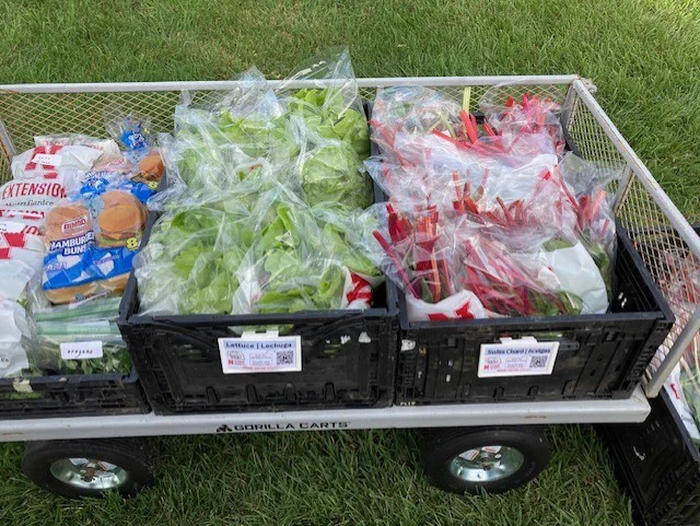 Garden cart filled with crates of harvested lettuce, red-stemmed chard, and packaged buns at the HOPE Garden.
