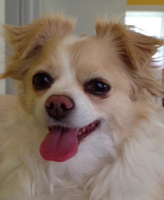 A headshot of very happy looking little dog Corkey who is white and beige with perky folded over ears, a lovely snout and a pink tongue poking out of a smily mouth