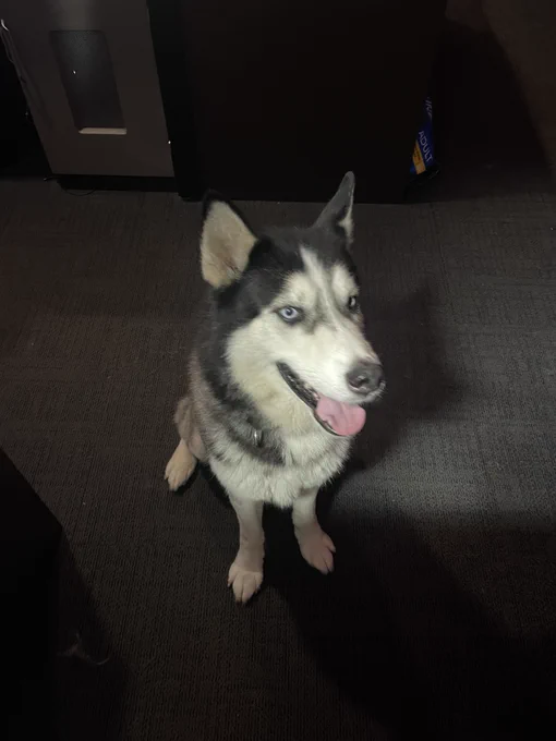 dog