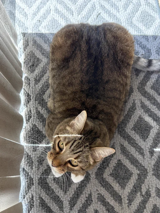 Earl meatloafing parallel to the back yard slider door looking up at the camera, with just a sliver of sun coming in the vertical blinds across the right side of his face. Behind him, a decent foot-wide sunbeam shines in on the tile. He’s lying on a light blue textured throw rug.

Earl grey shorthaired tabby kitty boy