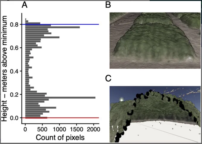 (A) Stand height was calculated as the difference between top (95%, blue line) and bottom (1%, red line) percentiles from the point cloud distribution. (B) An example of the 3D point cloud showing surrounding soil pixels. (C) A slice inside of a plot in the point cloud showing the distribution of plant heights across the canopy.