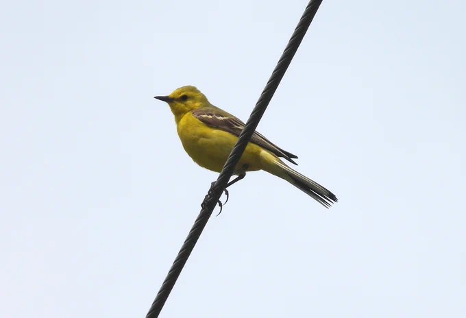 This Yellow Wagtail was calling on a wire above me