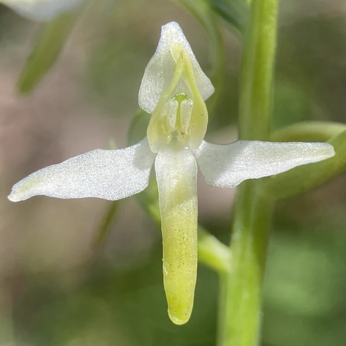 Close up of Lesser Butterfly-orchid (Platanthera bifolia) flower.