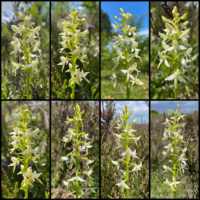 Lesser Butterfly-orchids (Platanthera bifolia)