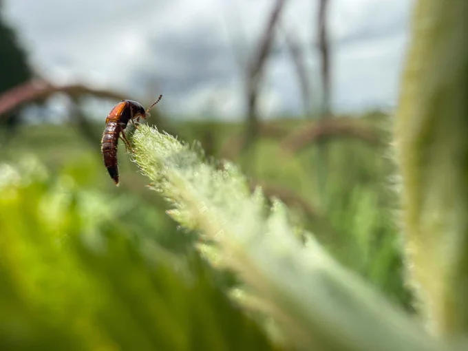 Ob says it is a Mycetoporus Sp  whicjh is a genius of crab-like rove beetles in the family Staphylinidae. 